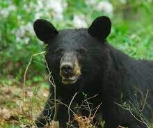 black bear in vermont